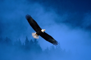 Flight of Freedom Bald Eagle647643087 300x200 - Flight of Freedom Bald Eagle - Freedom, Flight, Eagle, Black, Bald